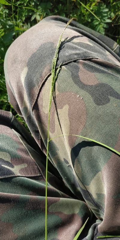 Agrostis clavata, photographed by Yurii Basov