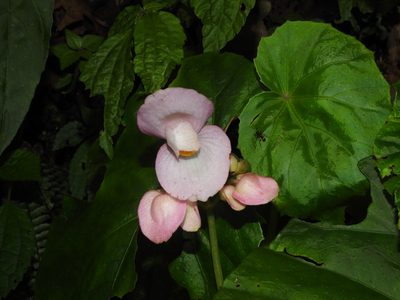 Begonia chitoensis, photographed by Jacy Chen