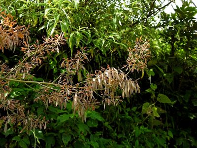 Macleaya cordata, photographed by Jacy Chen