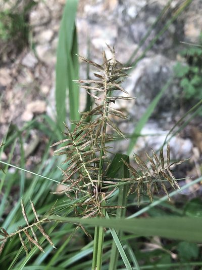 Cyperus pseudothyrsiflorus, photographed by Sophia K
