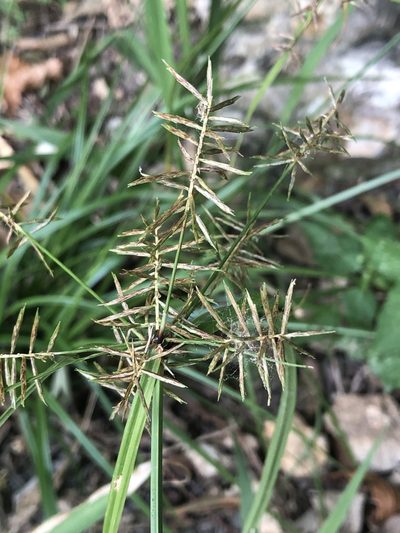 Cyperus pseudothyrsiflorus, photographed by Sophia K