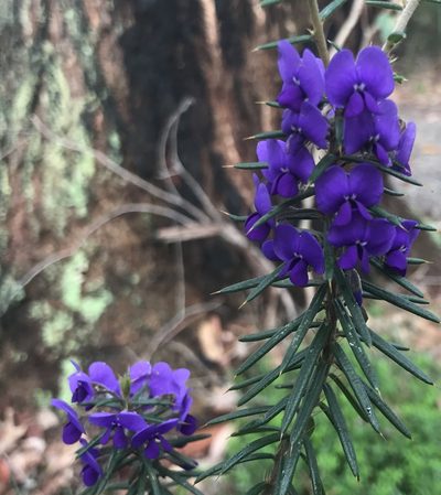 Hovea pungens, photographed by Ann Bentley