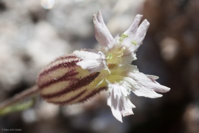 Silene sargentii, photographed by Ken-ichi Ueda