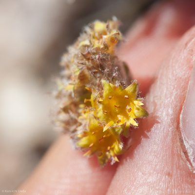Potentilla muirii, photographed by Ken-ichi Ueda