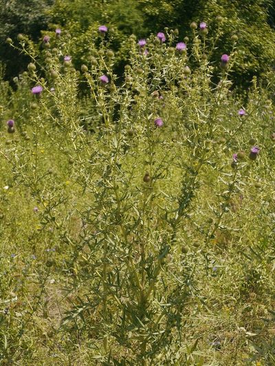 Cirsium ukranicum, photographed by Roman
