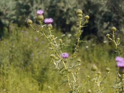 Cirsium ukranicum, photographed by Roman