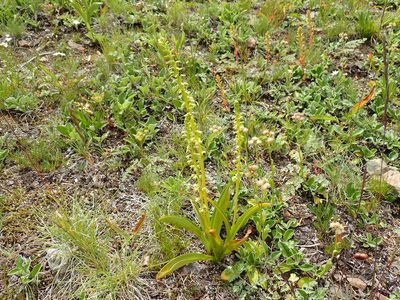 Platanthera unalascensis, photographed by John Brew