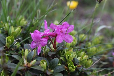 Rhododendron kotschyi, photographed by thecolumbarium