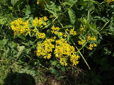 Sisymbrium strictissimum, photographed by Zoltán Nagy