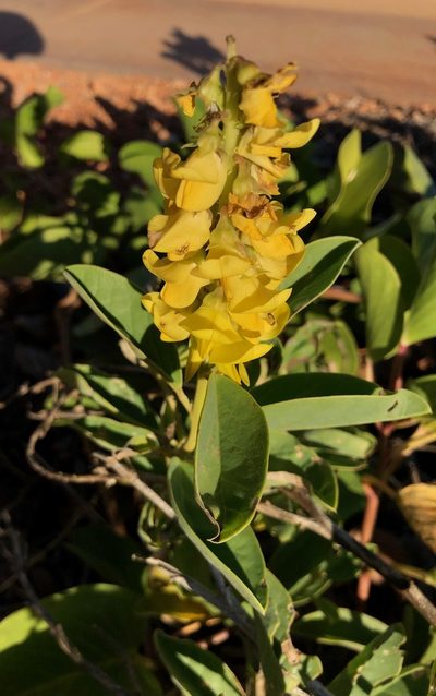 Crotalaria novae-hollandiae, photographed by desertnaturalist