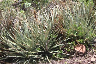 Hechtia podantha, photographed by José Belem Hernández Díaz