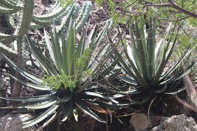 Agave albomarginata, photographed by José Belem Hernández Díaz