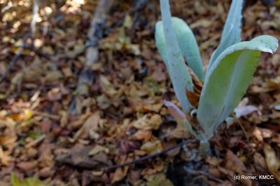 Kalanchoe gastonis-bonnieri, photographed by Romer N. Rabarijaona