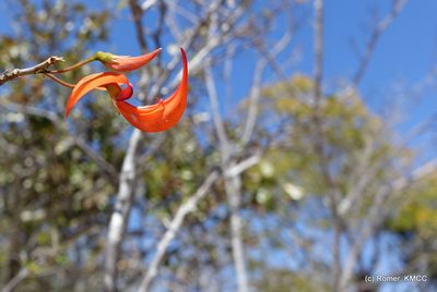 Chadsia versicolor, photographed by Romer N. Rabarijaona