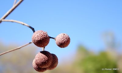 Rhopalocarpus similis, photographed by Romer N. Rabarijaona