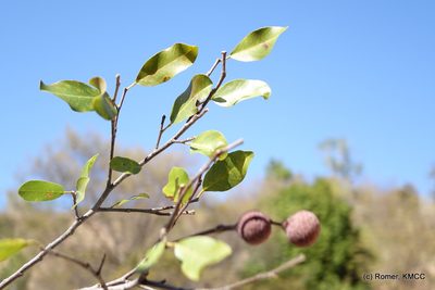 Rhopalocarpus similis, photographed by Romer N. Rabarijaona