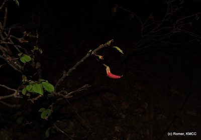 Chadsia versicolor, photographed by Romer N. Rabarijaona