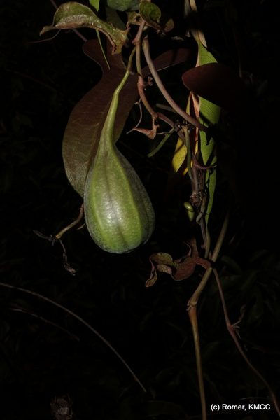 Aristolochia albida, photographed by Romer N. Rabarijaona