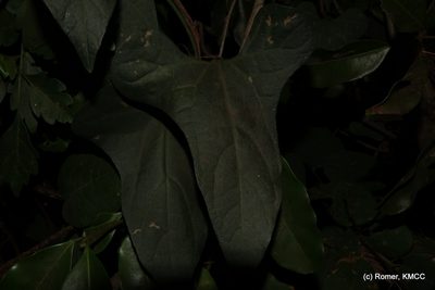 Aristolochia albida, photographed by Romer N. Rabarijaona