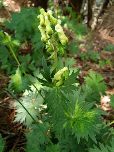 Aconitum vulparia, photographed by Étienne Léveillé-Bourret