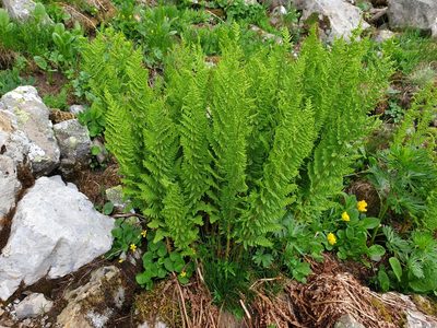 Dryopteris villarii, photographed by Étienne Léveillé-Bourret