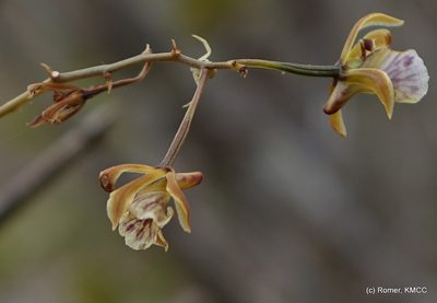 Eulophia beravensis, photographed by Romer N. Rabarijaona
