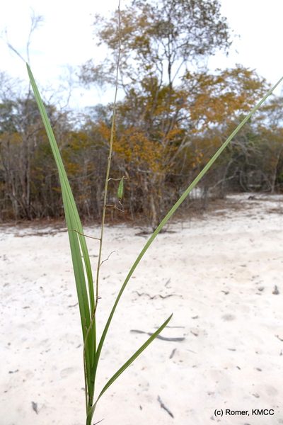 Eulophia beravensis, photographed by Romer N. Rabarijaona