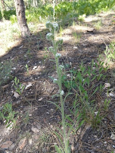 Oreocarya setosissima, photographed by Quentin Groom