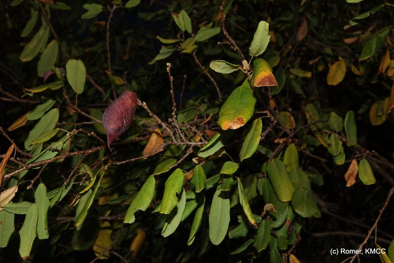Baphia madagascariensis, photographed by Romer N. Rabarijaona