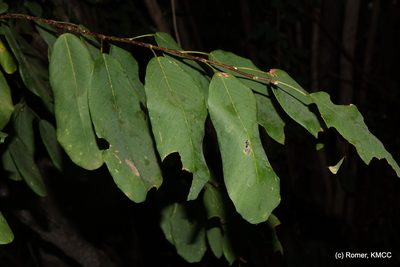 Baphia madagascariensis, photographed by Romer N. Rabarijaona