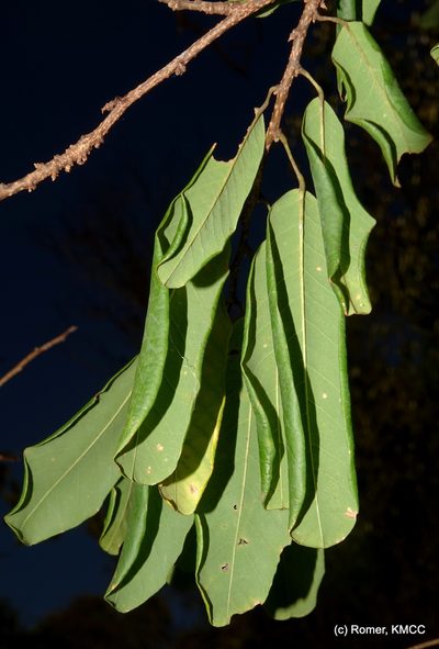 Baphia madagascariensis, photographed by Romer N. Rabarijaona