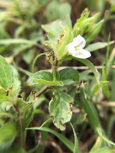Asystasia mysorensis, photographed by Amelia Tauber