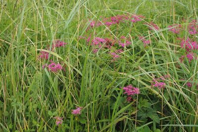 Filipendula multijuga, photographed by harum.koh