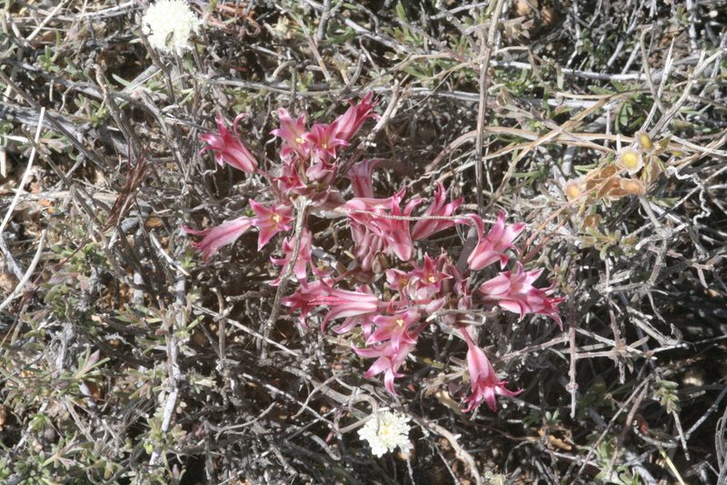 Allium parishii, photographed by runcator