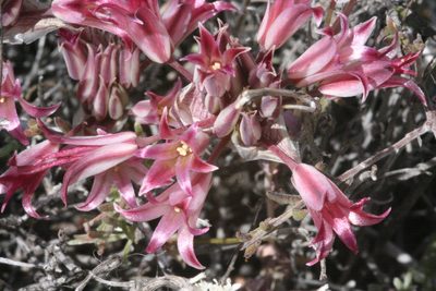 Allium parishii, photographed by runcator
