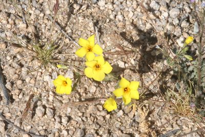 Leptosiphon chrysanthus, photographed by runcator