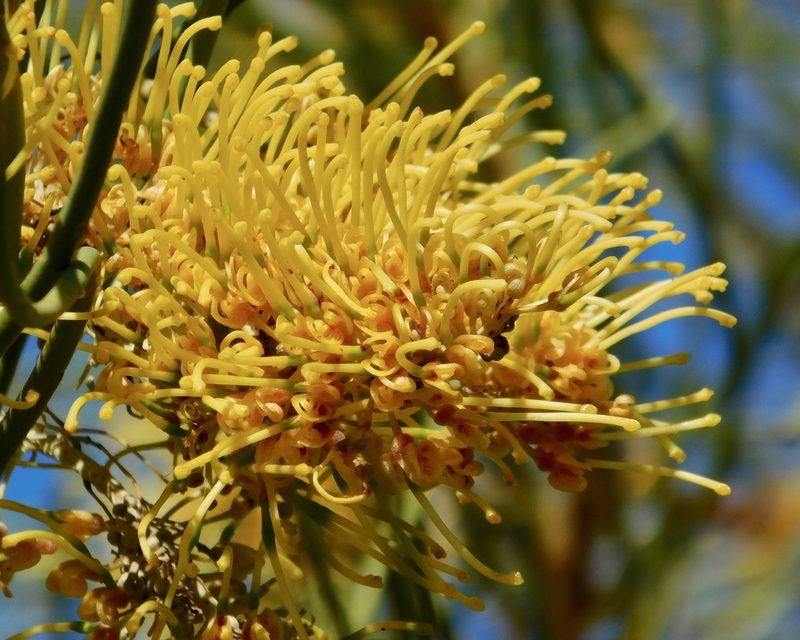 Hakea lorea, photographed by desertnaturalist