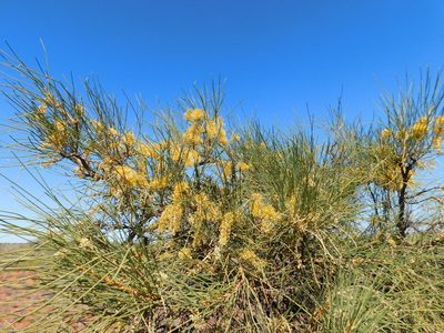 Hakea lorea, photographed by desertnaturalist