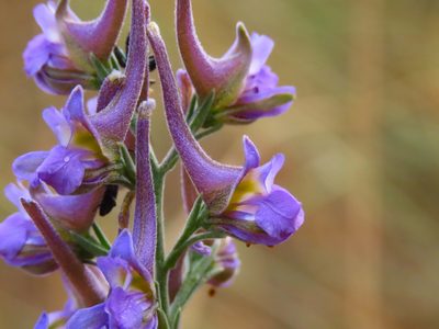 Delphinium halteratum, photographed by Emanuele Santarelli