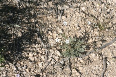 Gilia stellata, photographed by runcator