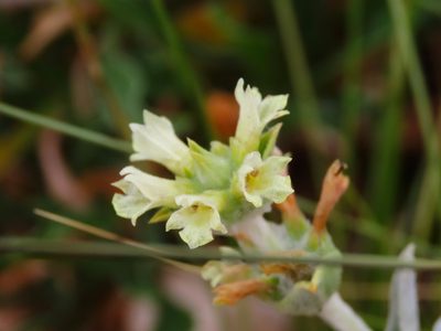 Sideritis italica, photographed by Emanuele Santarelli