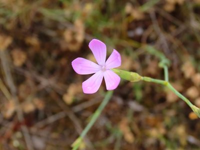 Dianthus ciliatus, photographed by Emanuele Santarelli