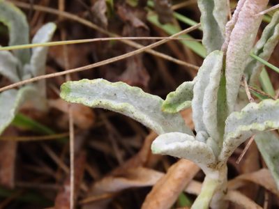 Sideritis italica, photographed by Emanuele Santarelli