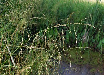 Glyceria grandis, photographed by aarongunnar