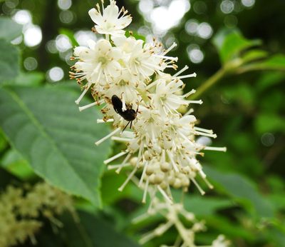 Clethra barbinervis, photographed by Pedro Henrique Maloso Ramos