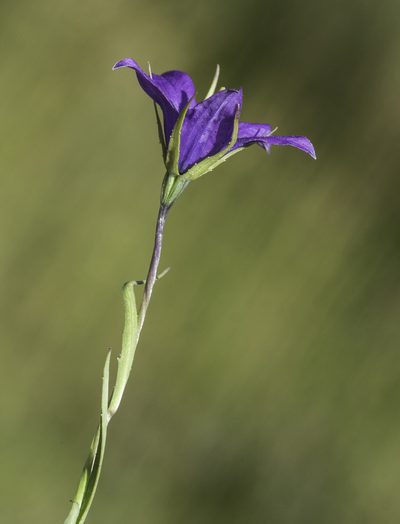 Campanula parryi, photographed by Craig Martin