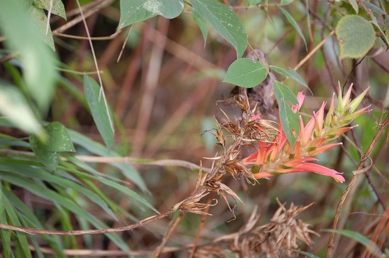 Pitcairnia calderonii, photographed by Neptalí Ramírez Marcial