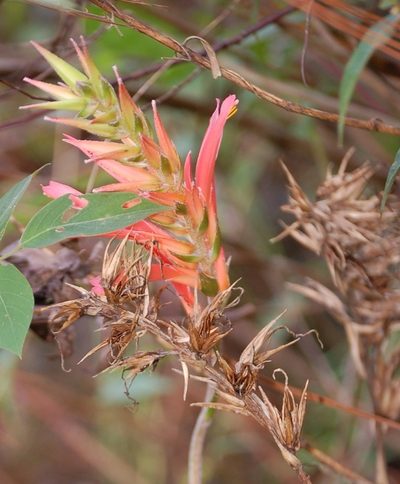 Pitcairnia calderonii, photographed by Neptalí Ramírez Marcial