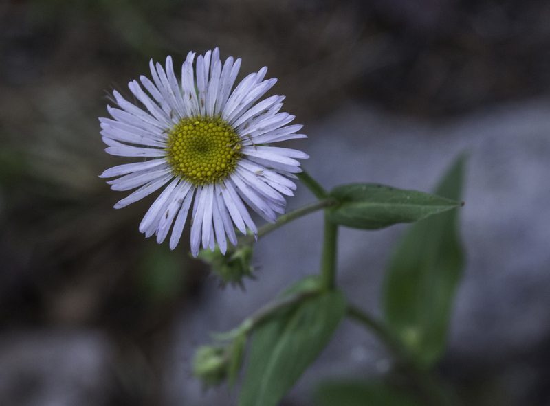 Erigeron eximius, photographed by Craig Martin