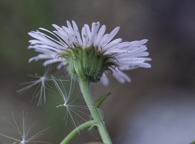 Erigeron eximius, photographed by Craig Martin